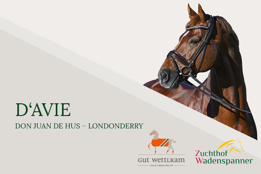 D'avie Dunkelfuchs, geb. 2012, Stockmaß: 173 cm